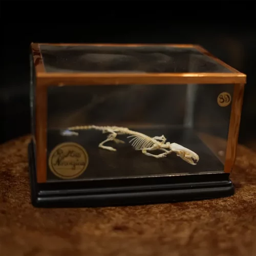 La Taverne De Platon Cabinet De Curiosites Aix En Provence 08 Squelette Rat