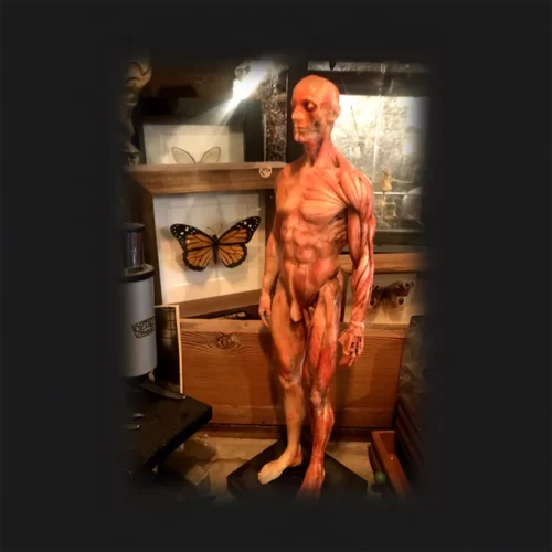 La Taverne De Platon Cabinet De Curiosites Aix En Provence 09 Ecorche Resine