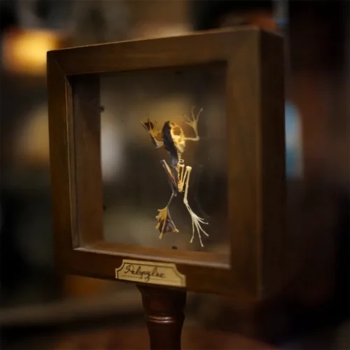 La Taverne De Platon Cabinet De Curiosites Aix En Provence 09 Grenouille 2