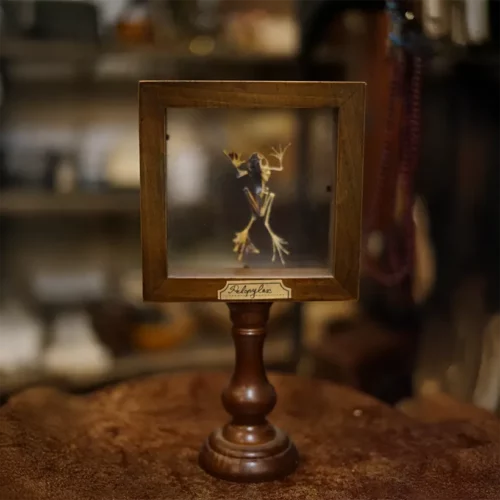 La Taverne De Platon Cabinet De Curiosites Aix En Provence 09 Grenouille