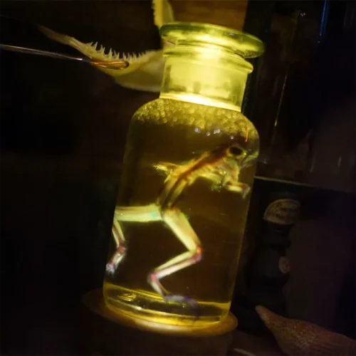 La Taverne De Platon Cabinet De Curiosites Aix En Provence 09 Grenouille Radiologie 2