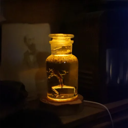 La Taverne De Platon Cabinet De Curiosites Aix En Provence 09 Grenouille Radiologie