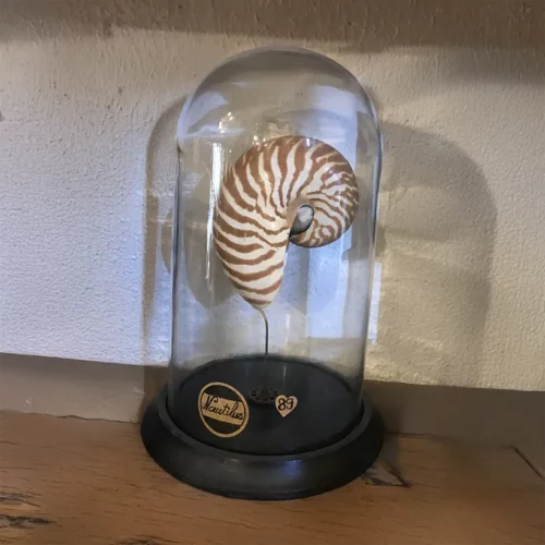 La Taverne De Platon Cabinet De Curiosites Aix En Provence 09 Nautilus Naturel