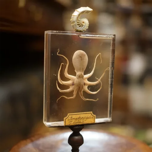 La Taverne De Platon Cabinet De Curiosites Aix En Provence 10 Octopus 2