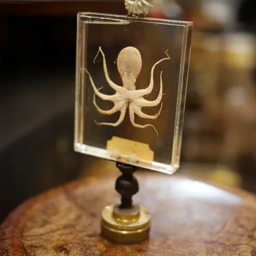La Taverne De Platon Cabinet De Curiosites Aix En Provence 10 Octopus