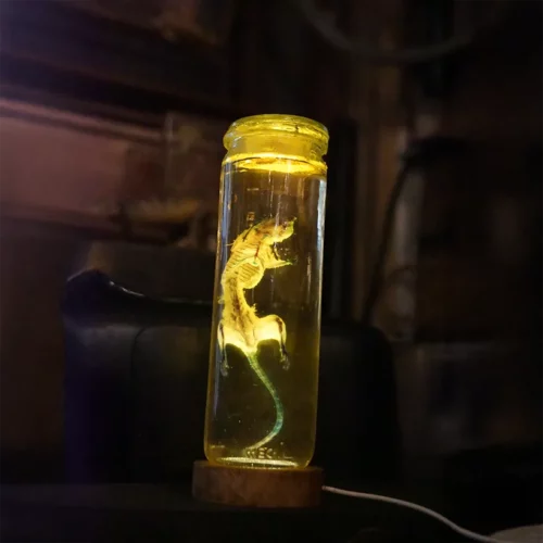 La Taverne De Platon Cabinet De Curiosites Aix En Provence 10 Rat Radiologie 2