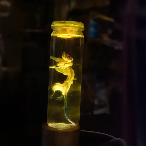 La Taverne De Platon Cabinet De Curiosites Aix En Provence 10 Rat Radiologie 3