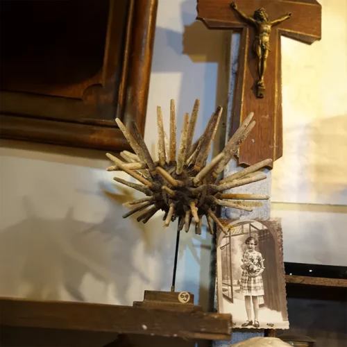 La Taverne De Platon Cabinet De Curiosites Aix En Provence 11 Oursin Crayon