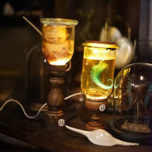 La Taverne De Platon Cabinet De Curiosites Aix En Provence 11 Tentacule Radiologie