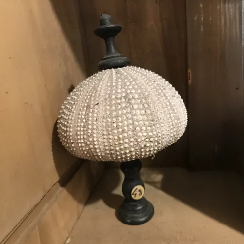 La Taverne De Platon Cabinet De Curiosites Aix En Provence 12 Oursin Nu