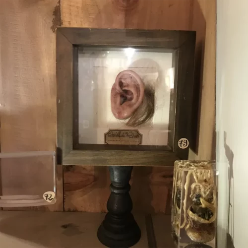 La Taverne De Platon Cabinet De Curiosites Aix En Provence 13 Oreille Van Gogh 2