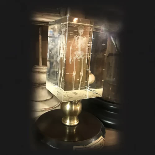 La Taverne De Platon Cabinet De Curiosites Aix En Provence 16 Squelette 4D Cristal