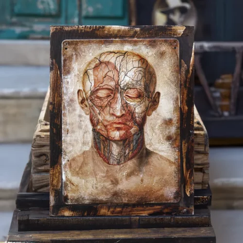 La Taverne De Platon Cabinet De Curiosites Aix En Provence 17 Anatomie 1