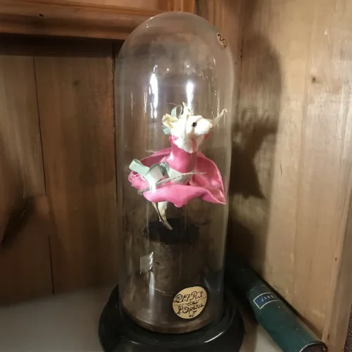 La Taverne De Platon Cabinet De Curiosites Aix En Provence 17 Taxidermie