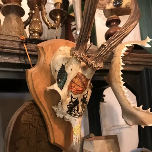 La Taverne De Platon Cabinet De Curiosites Aix En Provence 20 Crane Daguet Deco Papillon