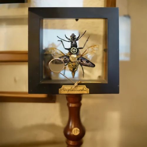 La Taverne De Platon Cabinet De Curiosites Aix En Provence Img