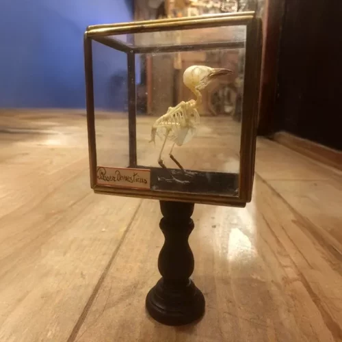 La Taverne De Platon Cabinet De Curiosites Aix En Provence Imgi 1 La Taverne De Platon Cabinet De Curiosites Aix En Provence 02 Squelette Oiseau