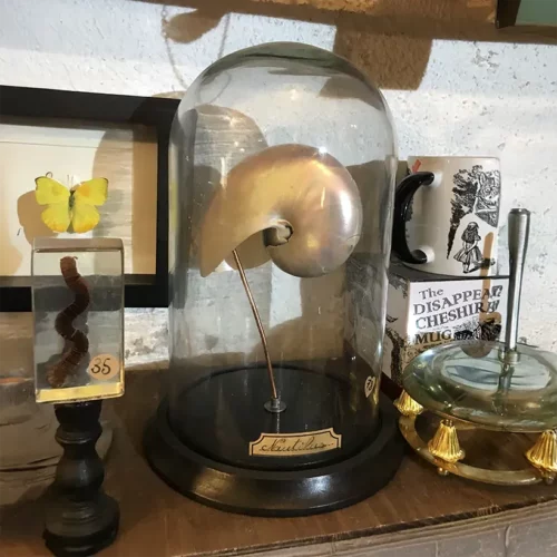 La Taverne De Platon Cabinet De Curiosites Aix En Provence Imgi 1 La Taverne De Platon Cabinet De Curiosites Aix En Provence 08 Nautilus Nacre