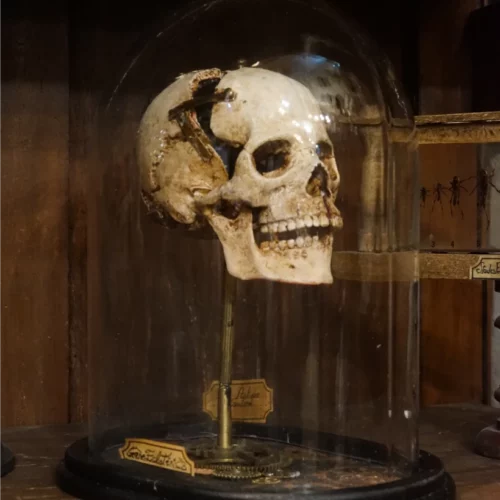La Taverne De Platon Cabinet De Curiosites Aix En Provence Crane Eclate Grand2 1