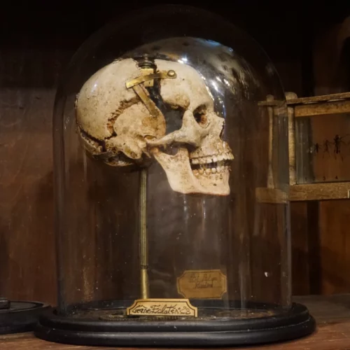 La Taverne De Platon Cabinet De Curiosites Aix En Provence Crane Eclate Grand 3