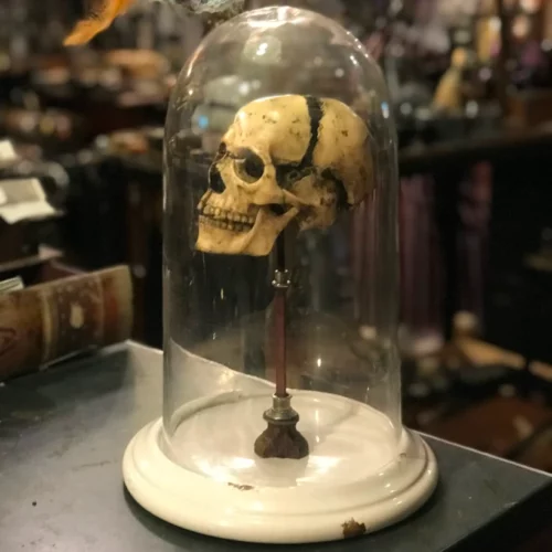 La Taverne De Platon Cabinet De Curiosites Aix En Provence Crane Eclate Petit 4