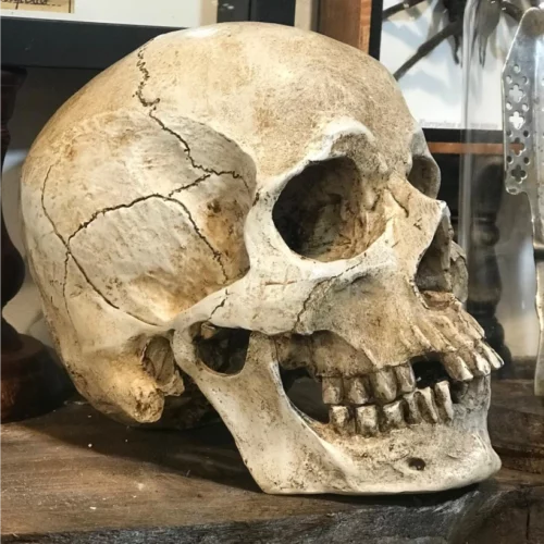 La Taverne De Platon Cabinet De Curiosites Aix En Provence Crane Repro Taille Humaine2 1