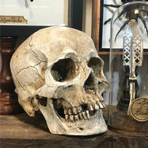 La Taverne De Platon Cabinet De Curiosites Aix En Provence Crane Repro Taille Humaine 3